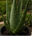 Healthy aloe vera plant