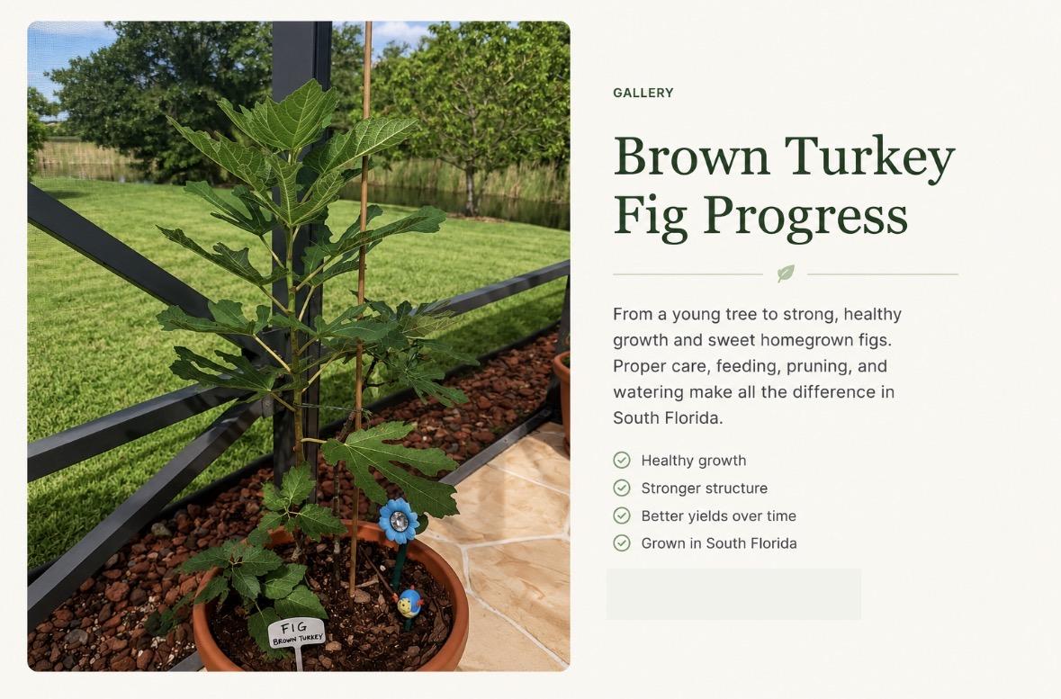 Brown Turkey Fig Progress success story from Xtrategic Garden Solutions.