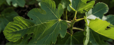 Fig leaves representing personalized garden guidance.