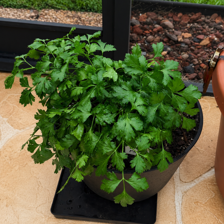 Container of fresh parsley