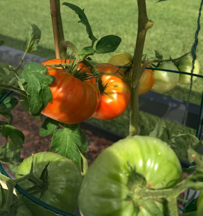 Ripe tomatoes on the vine