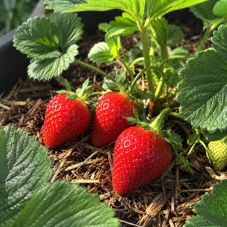 Fresh red strawberries on the plant