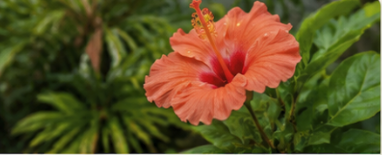 Orange hibiscus flower blooming in a South Florida garden.