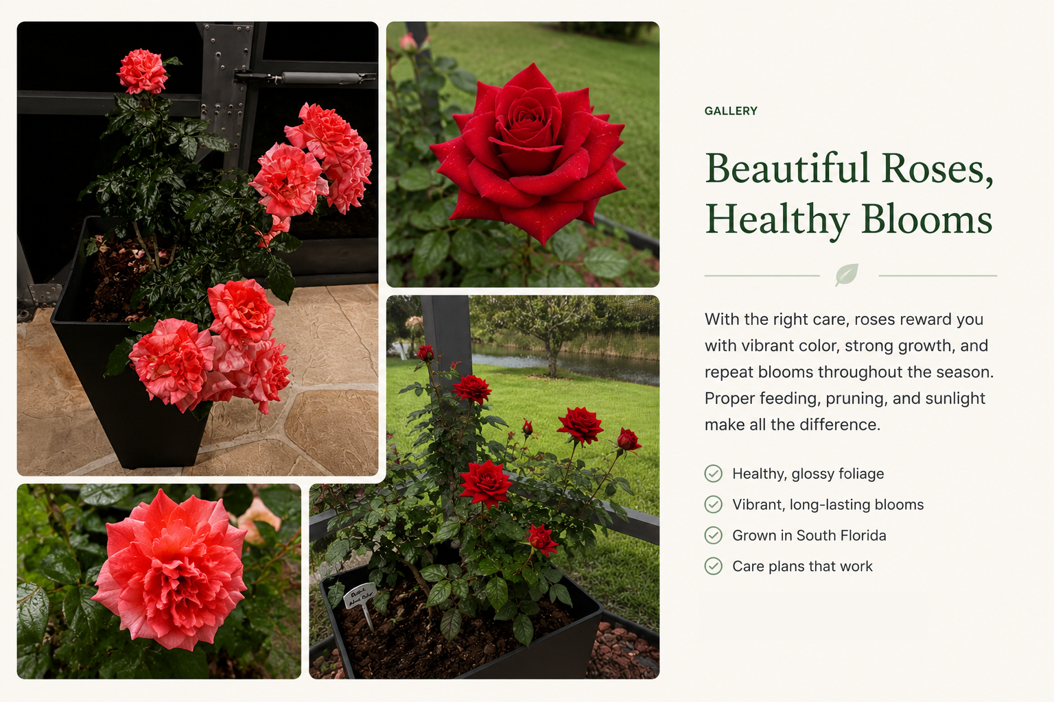 Beautiful Roses, Healthy Blooms success story from Xtrategic Garden Solutions.