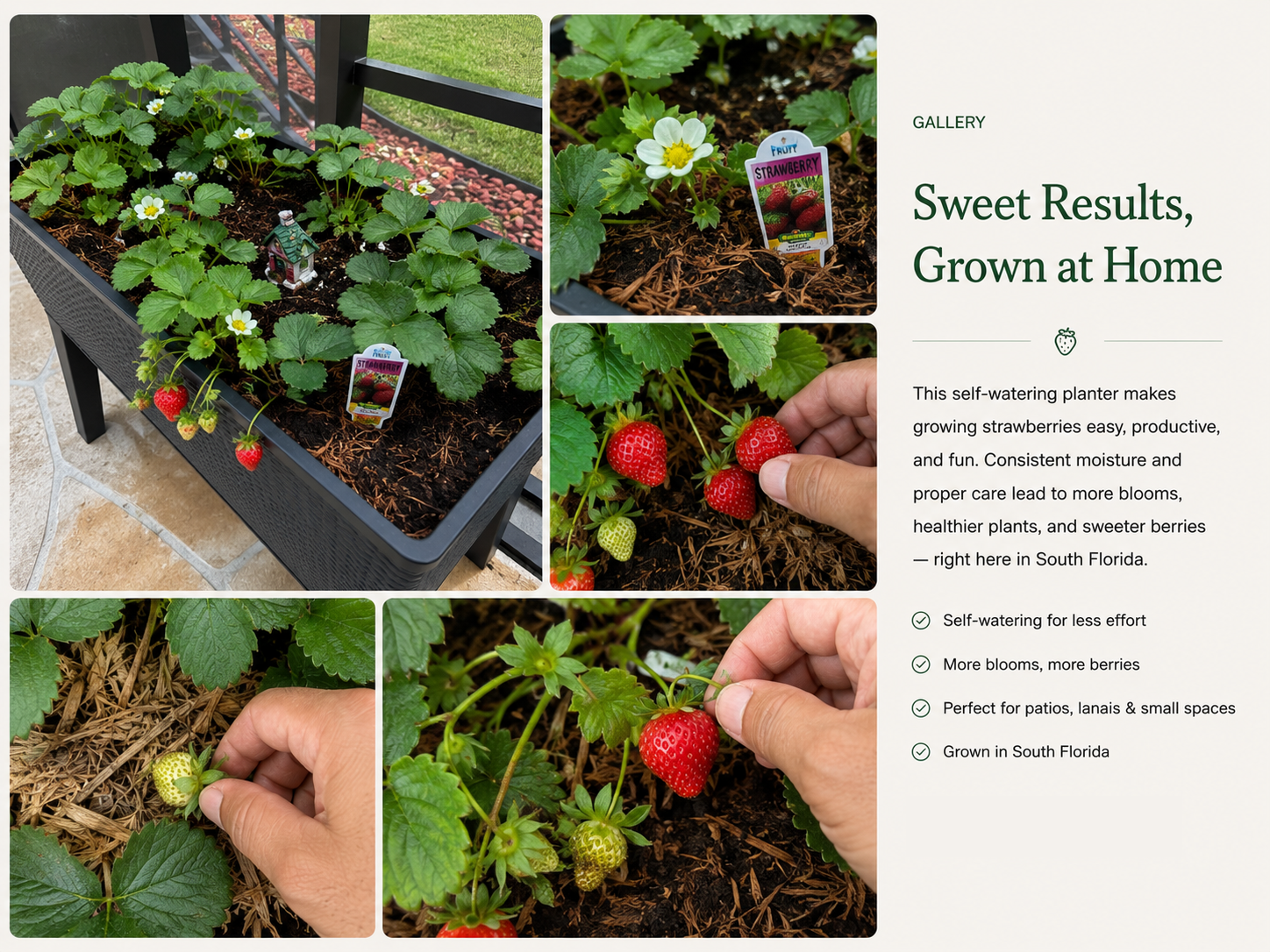 Sweet Results, Grown at Home success story from Xtrategic Garden Solutions.