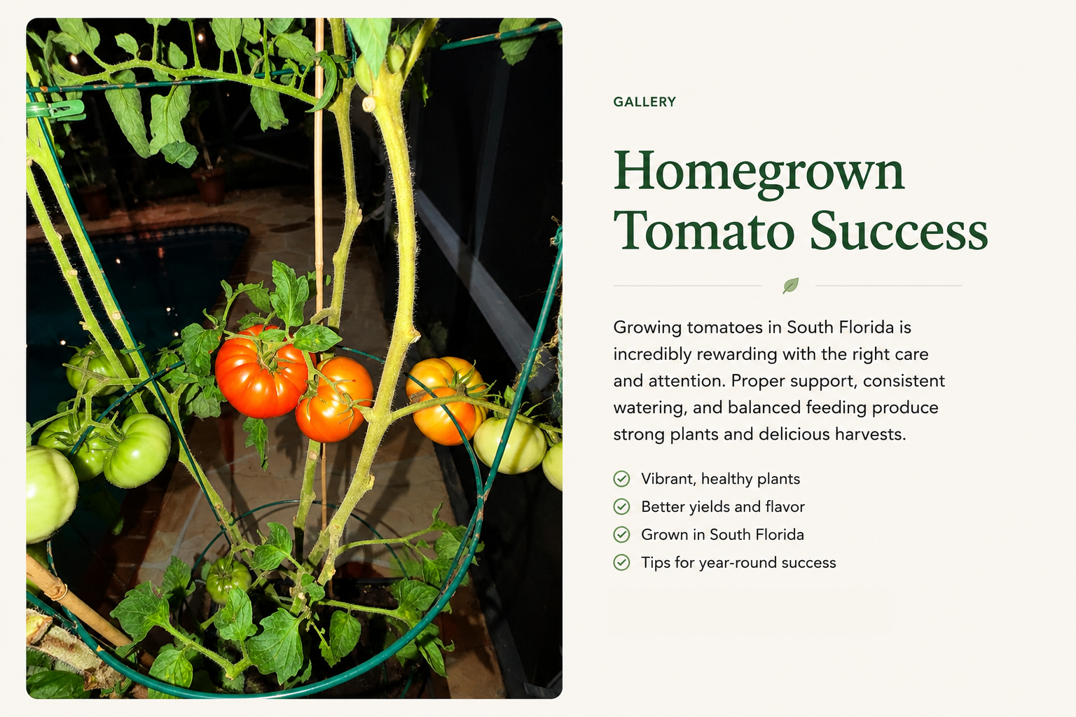 Homegrown Tomato Success success story from Xtrategic Garden Solutions.