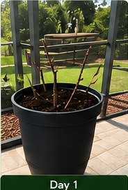 Bare root fig planted in a pot.