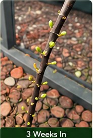 Tiny green buds forming on fig branches.