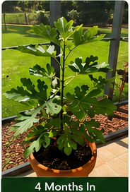 Healthy fig tree with full leaves.