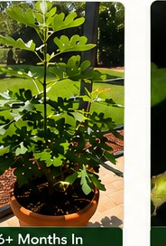 Thriving Brown Turkey fig tree with full leaves.