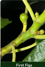 First small figs forming on branches.