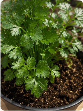 Close-up of fresh container herbs.