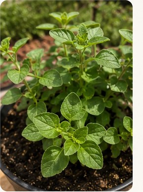 Close-up of fresh container herbs.