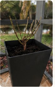Pruned rose plant ready to regrow.