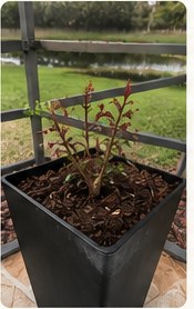 Rose plant with fresh new shoots.