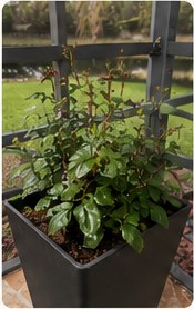 Rose with healthy glossy leaves.