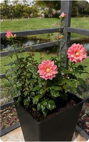 Rose bush with buds forming.