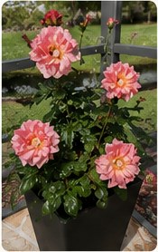 Pink roses in full bloom in a self-watering planter.