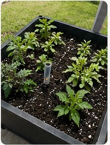 Young plants getting established in planter.