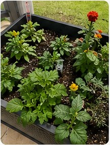 Plants filling out the planter with healthy growth.