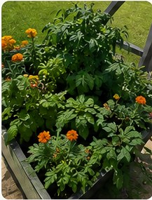 Full planter with orange marigolds and herbs.