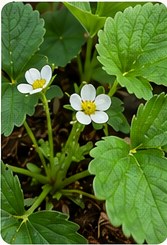 White strawberry flower blossoming.