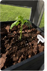 Young tomato transplant in a planter.