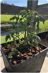 Tomato plant with rapid leaf growth.