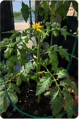 First yellow tomato flowers.