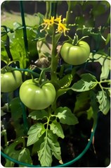 Green tomatoes forming on the vine.
