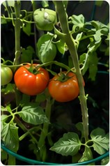 Tomatoes turning red and ripening.